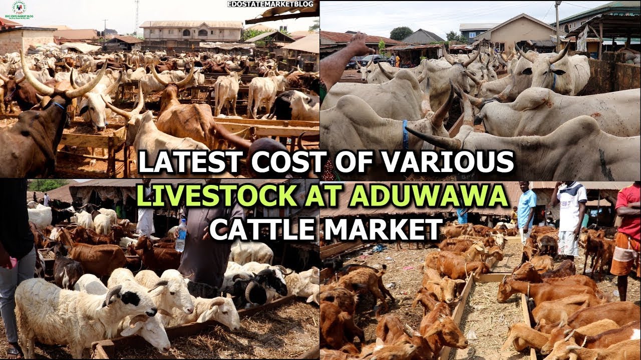 NEW PRICE UPDATE OF VARIOUS LIVESTOCK IN BENIN CITY COW GOAT RAM NATIVE GOAT @ ADUWAWA CATTLE MARKET