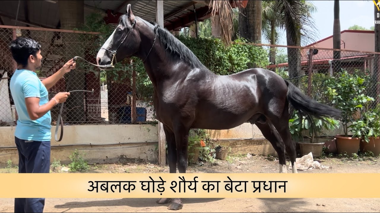 पैलेस लाइन का स्टैलियन प्रधान और उसके बच्चे Lagad Brothers Stud Farm Pune Maharashtra