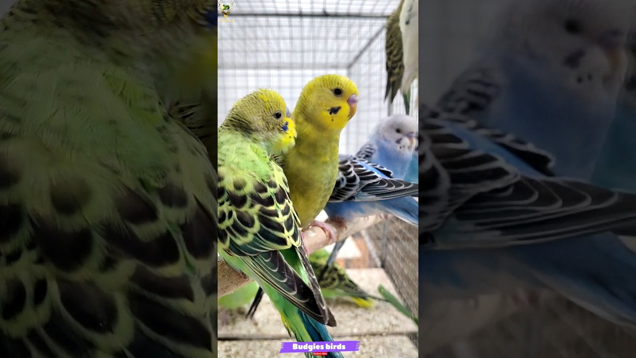 Budgies birds new shorts videos budgies final cheeks 🐥🦜🦜