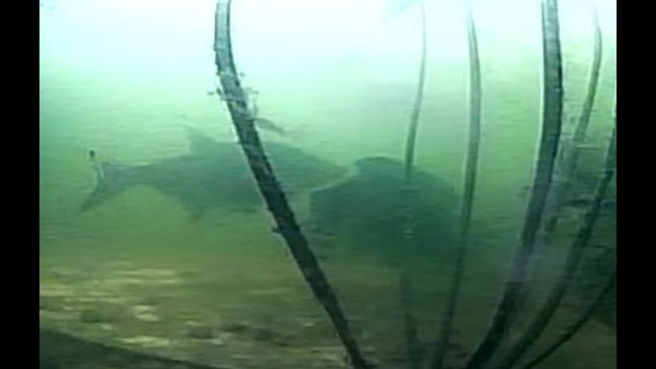 Brasem geeft zeelt een mep en zeelt hapt terug!