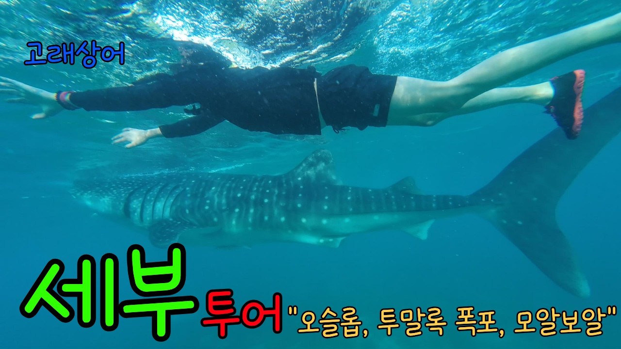 세부 Ep.03 | 오슬롭·투말록·모알보알 하루 종일 달렸다! 고래상어, 바다거북이, 정어리때까지...