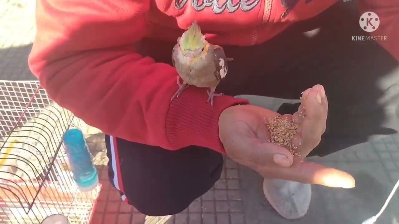 اجي تشوفو معايا الاثمنه نتاع الطيور 🐦 اللي كاينين في السوق نتاع دوار العسكر مراكش