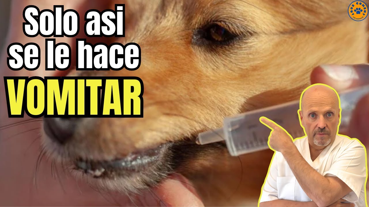 🆘 ¿COMO HACER VOMITAR A UN PERRO ENVENENADO DE MANERA SEGURA? 🆘