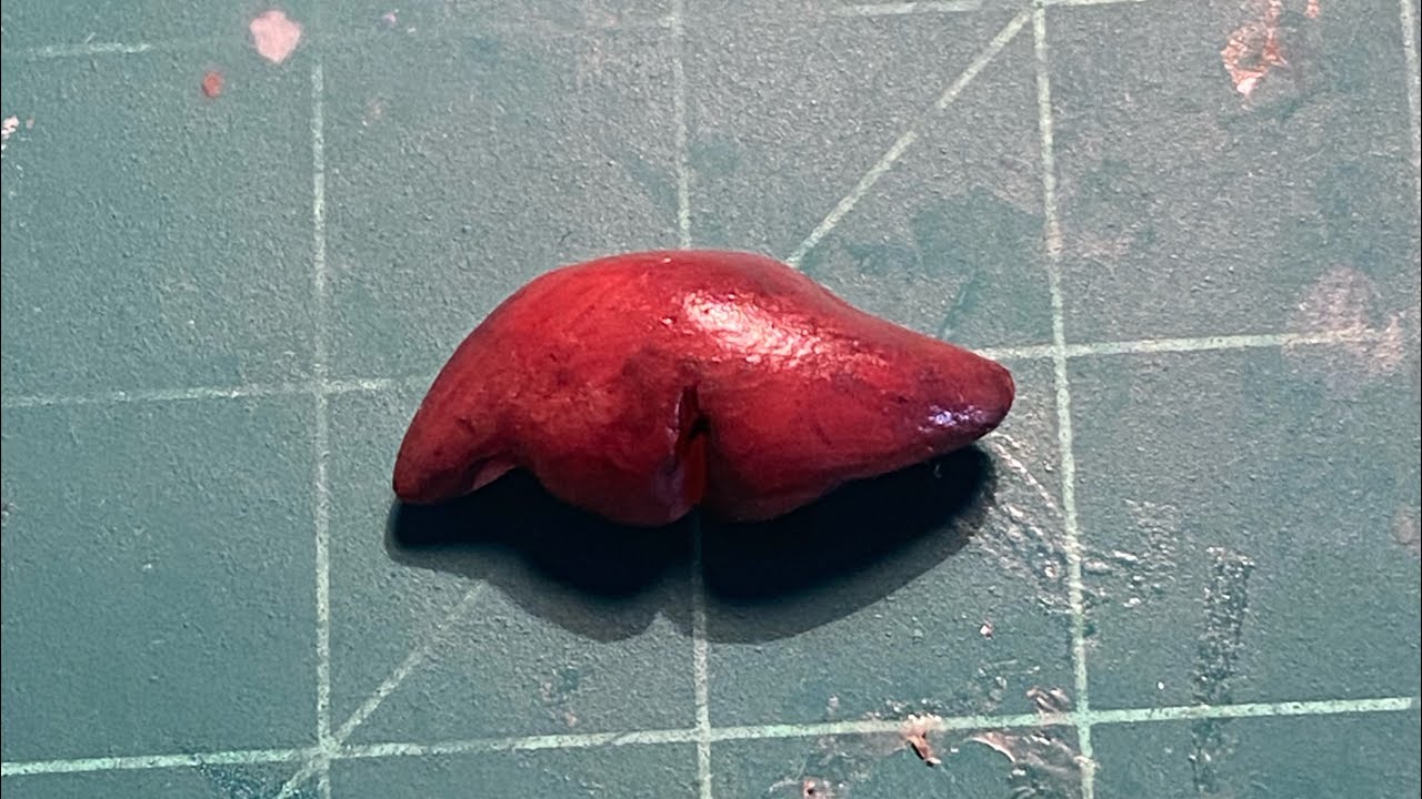 Liver (diy polymer clay)