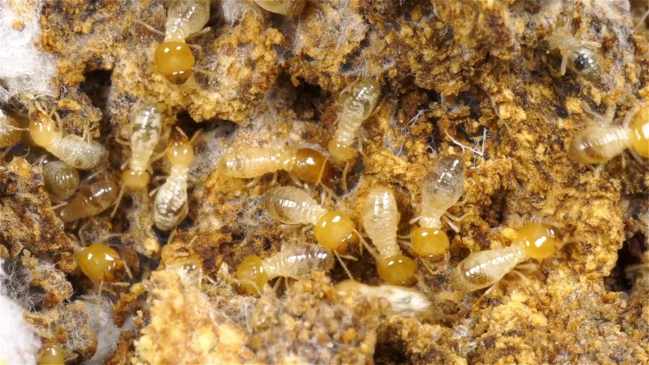 Termite Tales: 5 Fascinating Facts About These Tiny Architects