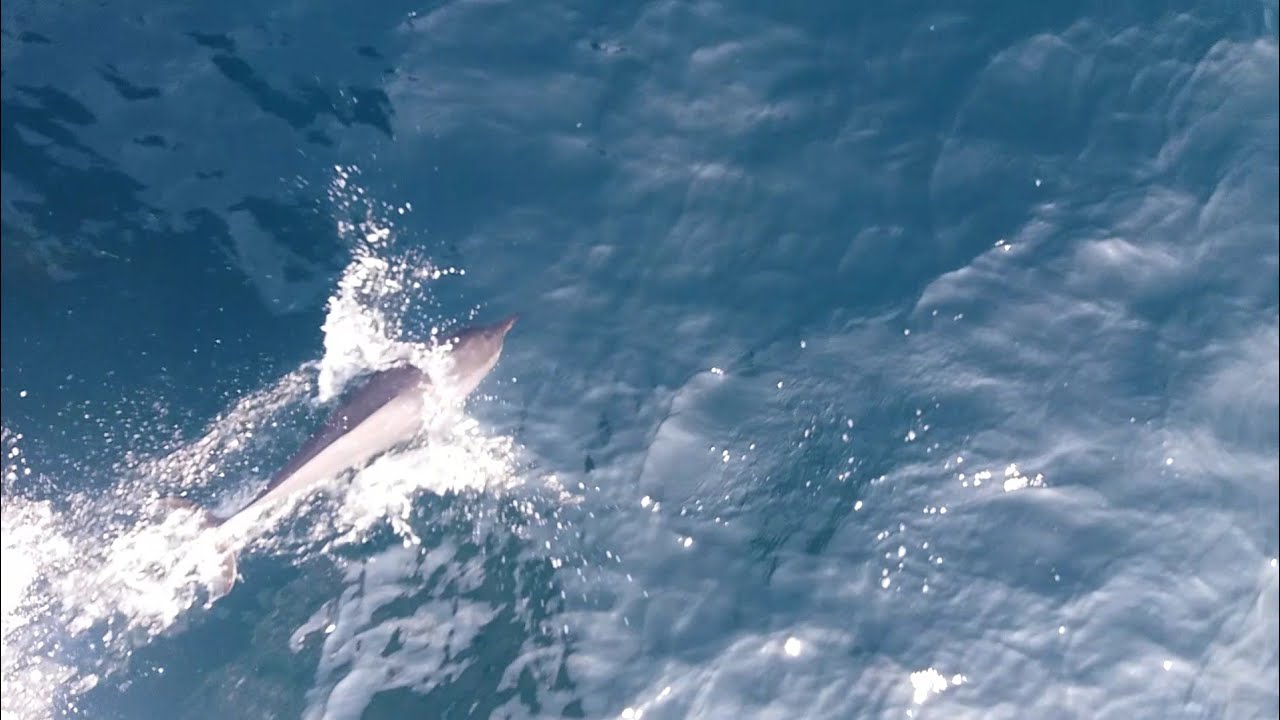 A BEAUTY OF THE OCEAN | FABULOUS SCENERY AT THE DEEP SEA | BLUE BEAUTY