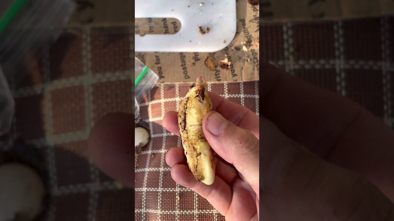 What&rsquo;s inside a Mango seed?