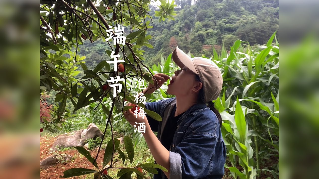 别人端午节包粽子，阿貌端午节摘杨梅泡酒。主打一个不同寻常