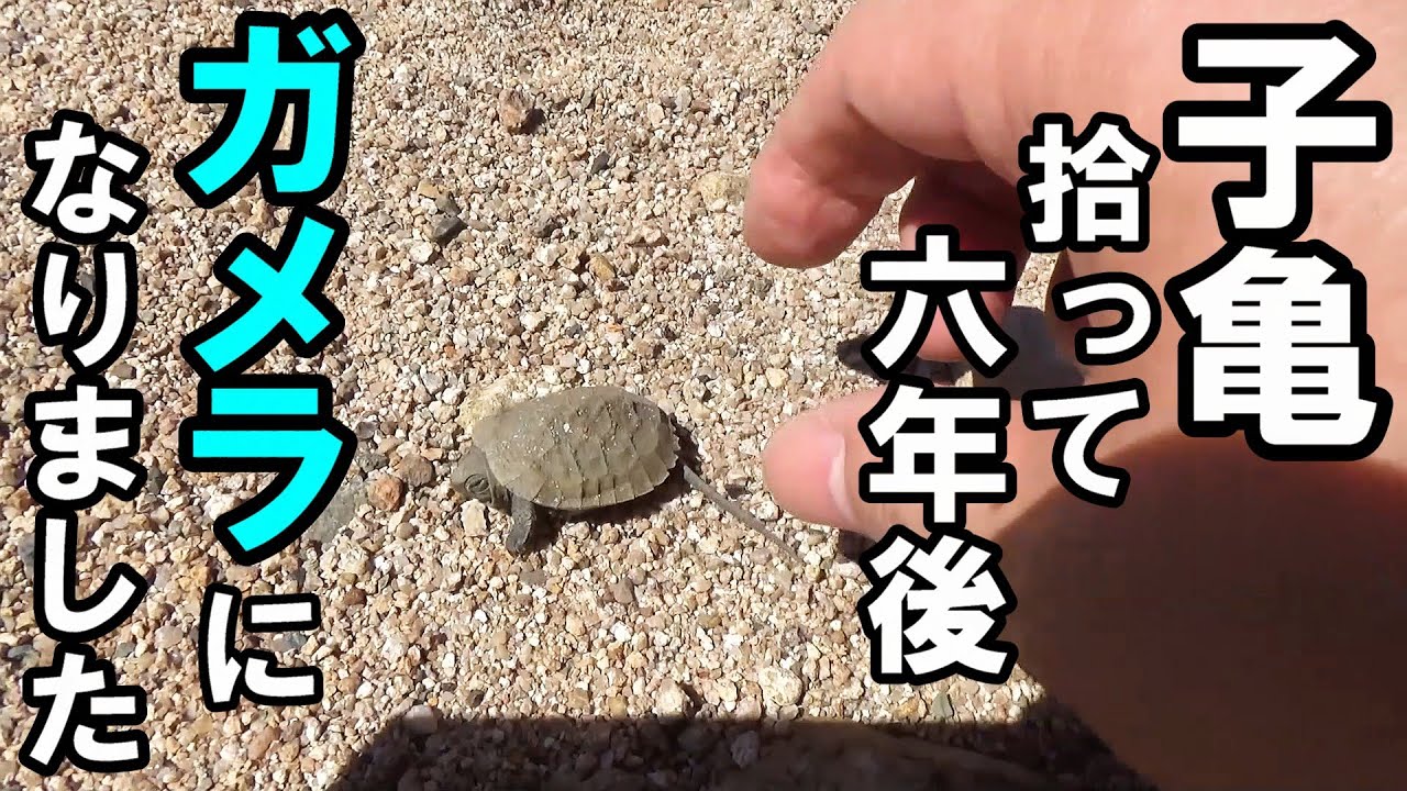 拾った子亀　６年後 ガメラになりました！【イシガメのエサ太郎】