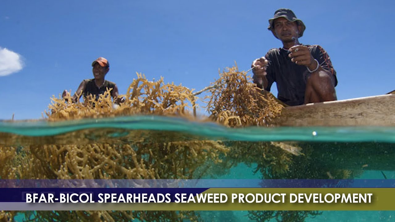 Business and Leisure | BIZWATCH:BFAR-Bicol Spearheads Seaweed Product Development