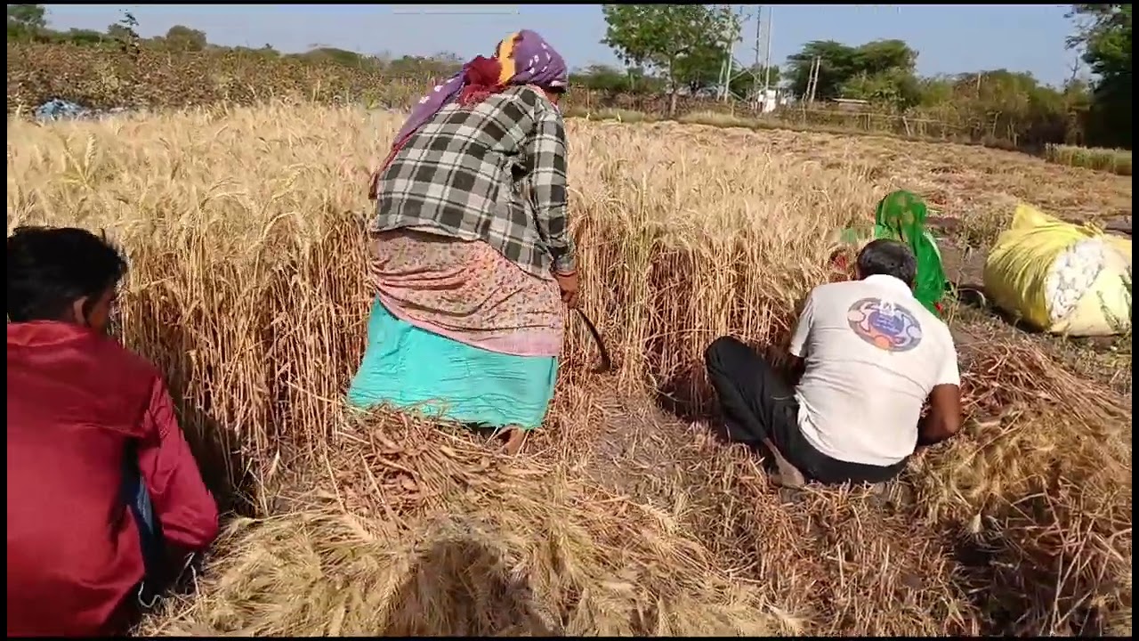 ઘઉં વાઢવા ચાલો 🌾🌾🌾