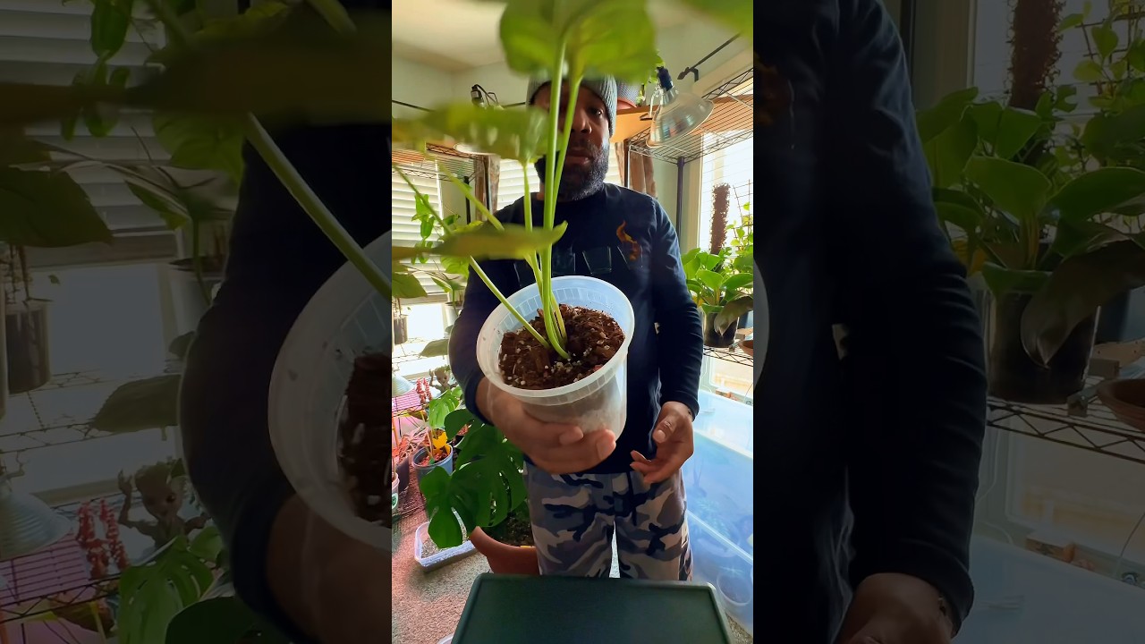 Try This❗️ #plantcaretips #plantlove #gardening #plantstyle #indoorplants #plantlife