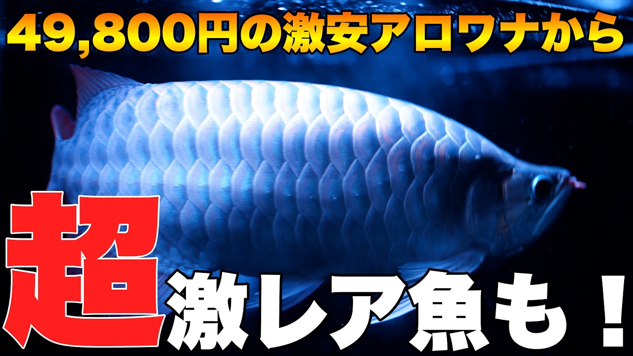 【ショップ訪問】激安のレッドアロワナから激レア熱帯魚まで！熱帯魚　アクアリウム