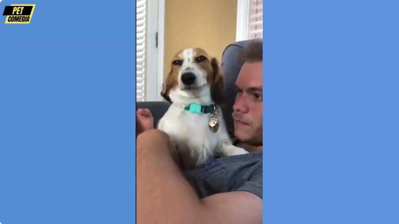 Hilarious Funny Dog Compilation| Cutest and Funniest Dogs Ever! Compilation #106 | Pet Comedia