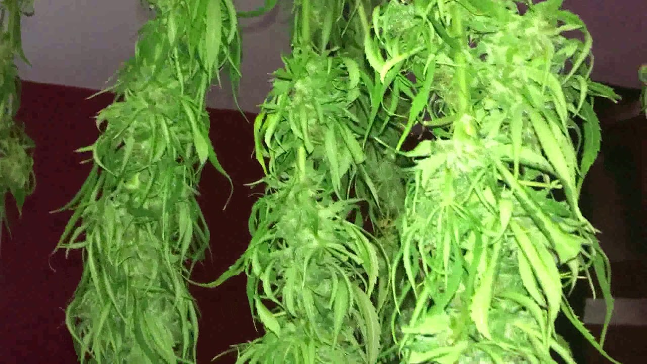 Hindu Kush Harvest Hanging