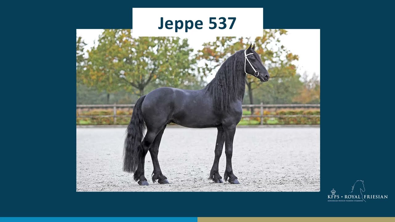 Jeppe 537