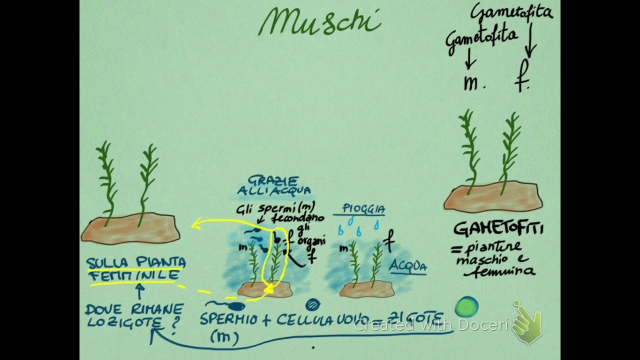 Briofite - Ciclo vitale dei Muschi - Visual Map