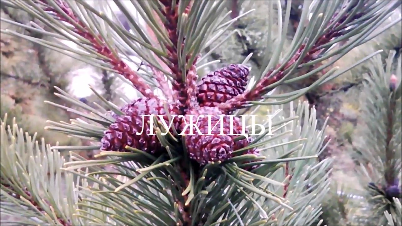 Лужицы
