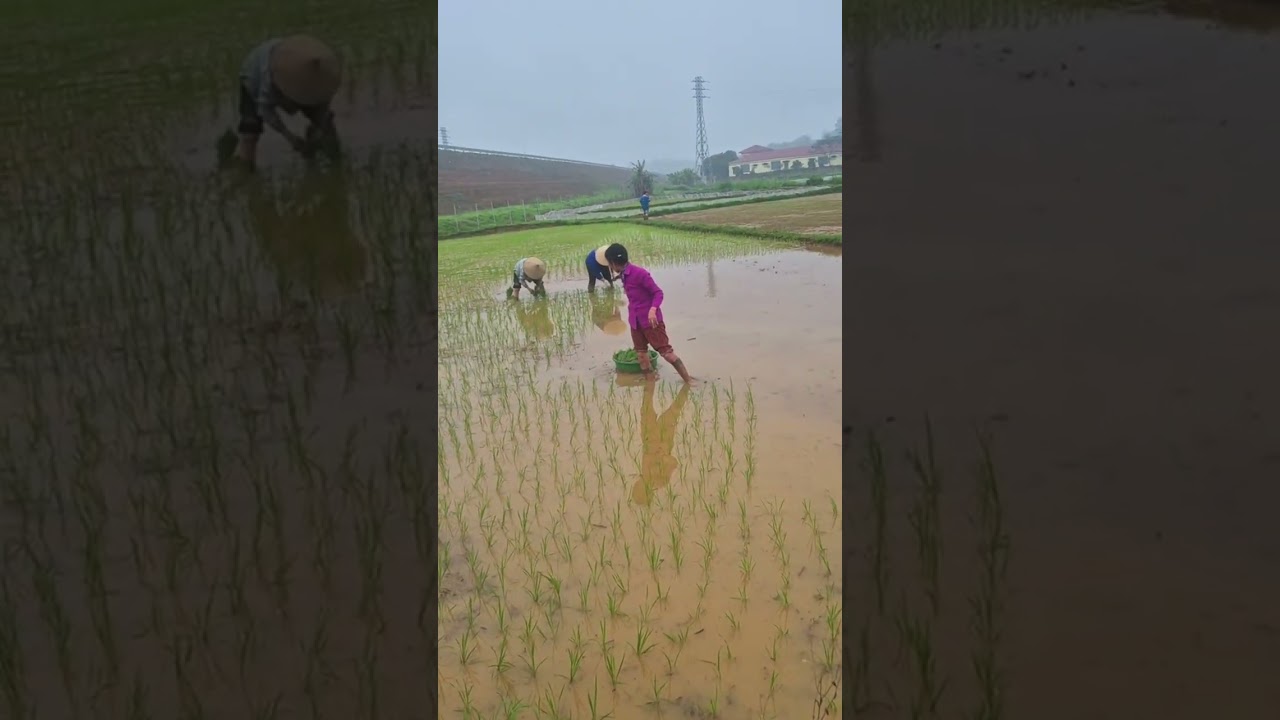 Hết tết nhà nông xuống đồng#ocopvietnam
