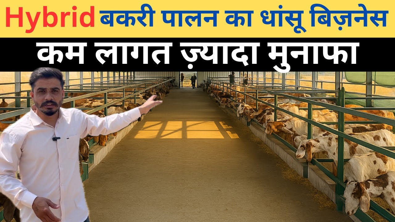 M.P का सबसे तगड़ा बकरी फ़ार्म || Goat farming || goat farm || hybrid goat farm || goats video