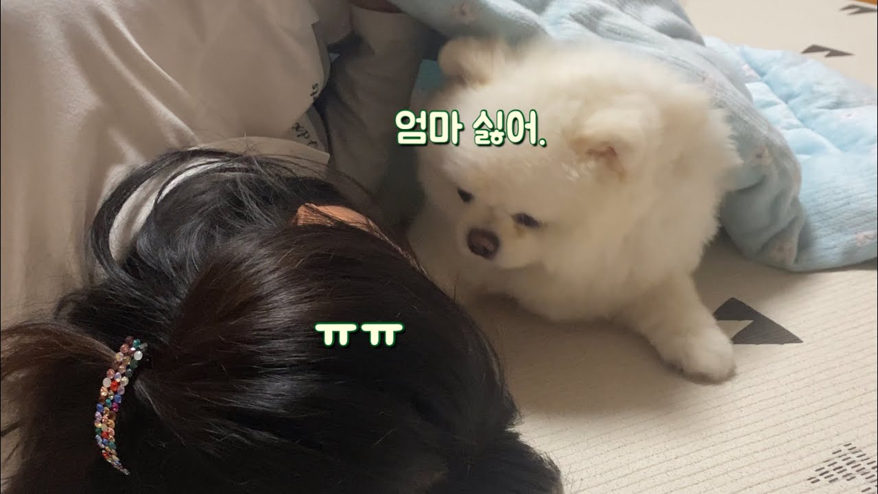 강아지랑 자고 싶은 엄마와 거부하는 강아지 ㅠㅠ