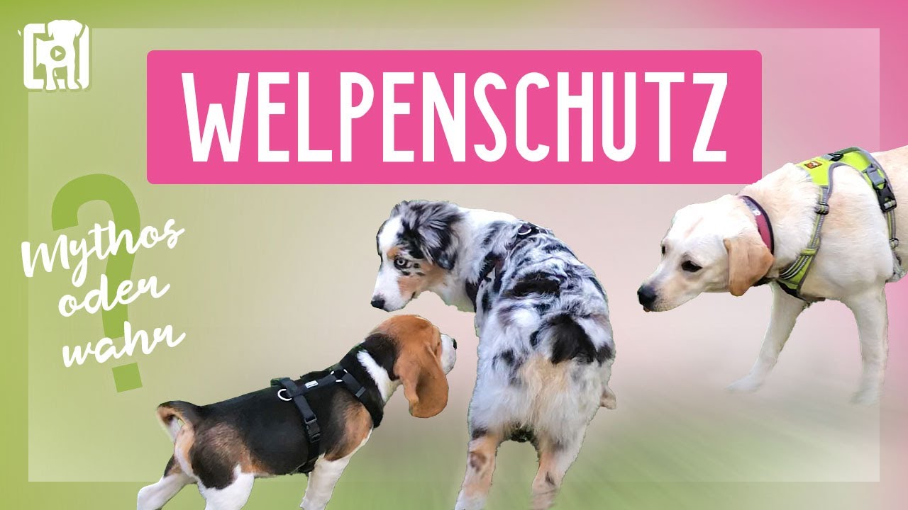 Welpenschutz - Richtiges Verhalten bei Hundebegegnungen