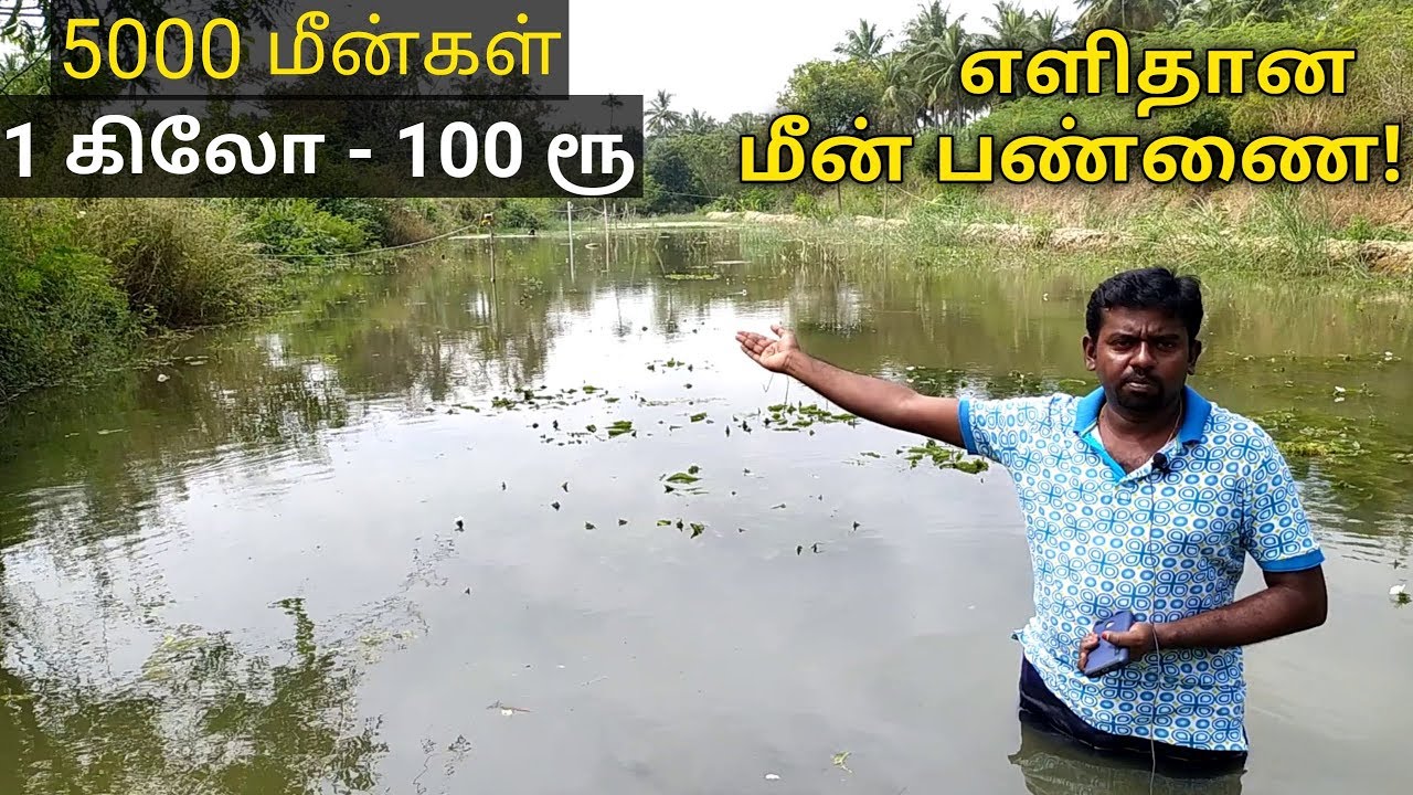 'மீன்' பண்ணையாக மாறிய நெல்வயல் | Profitable fish pond