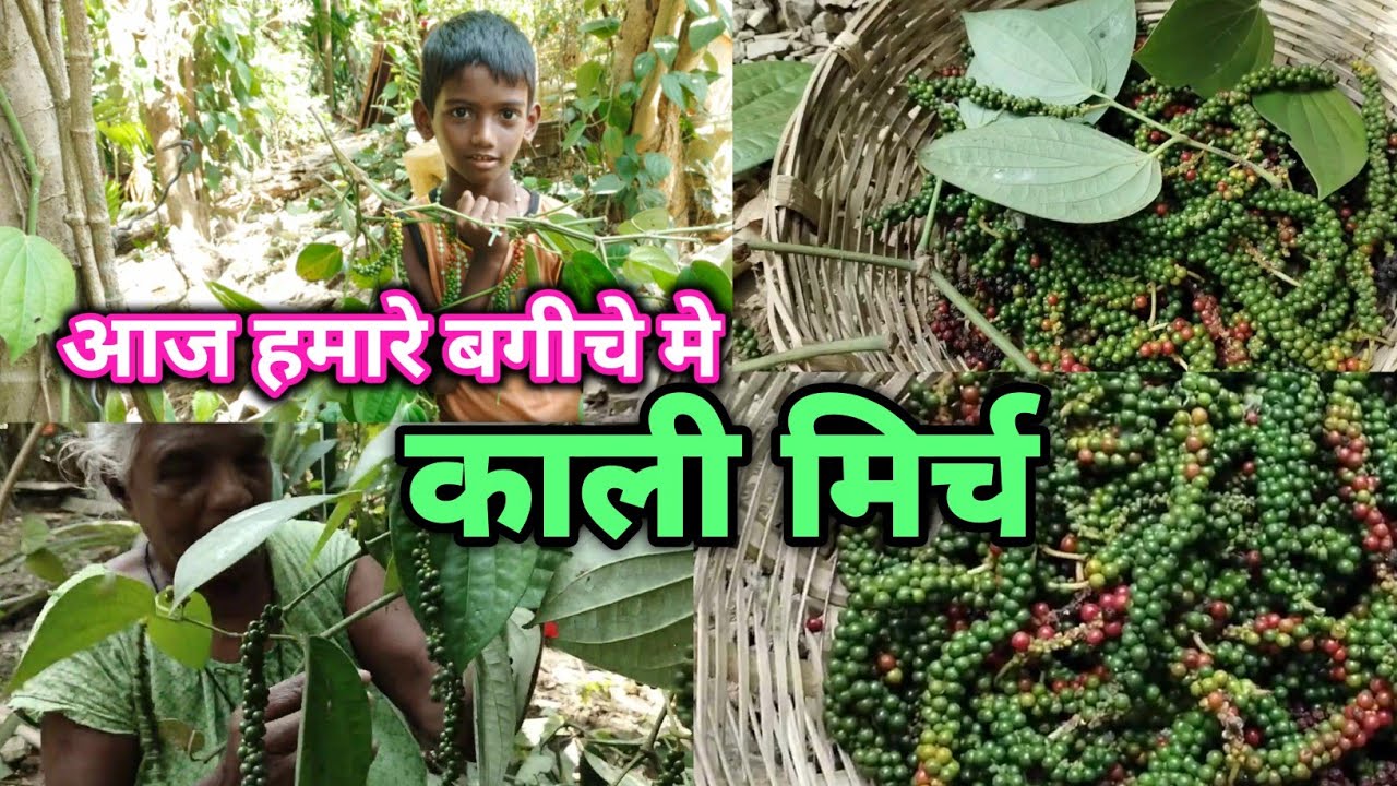 आज हमारे बगान से हमे क्या मिला है‌‌ ?|| काली मिर्च  || black pepper @villagevlog #viralvideo