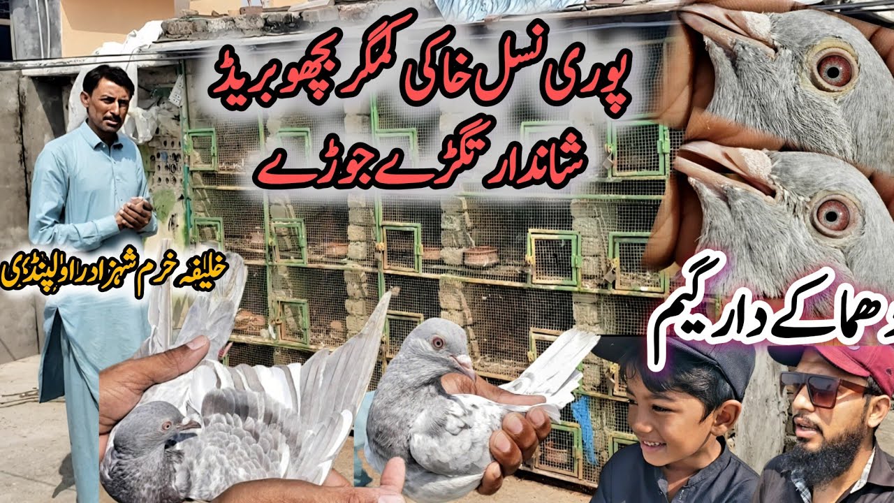 Ustad Malik Muhkam Khokhar Waley Bichu Kabootar || Rawalpindi kabootar Market 