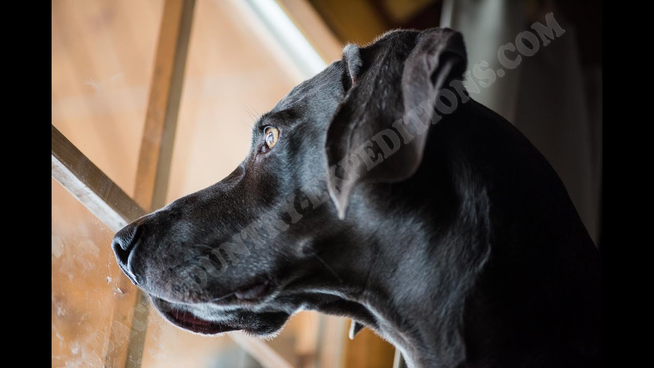 Weimaraner Dog & Bacon - Hund allein mit gebratenem Speck (without language!)