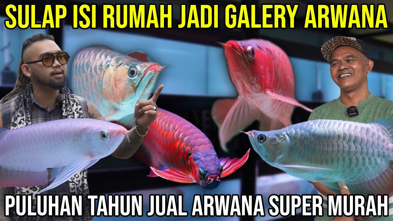 SULAP ISI RUMAH JADI GALERY ARWANA PULUHAN TAHUN JUAL ARWANA SUPER MURAH | ARWANA JOGLO #AudreyA