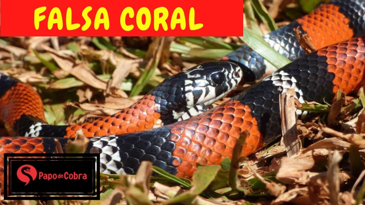 N&atilde;o seja enganado pela CORAL FALSA !!!