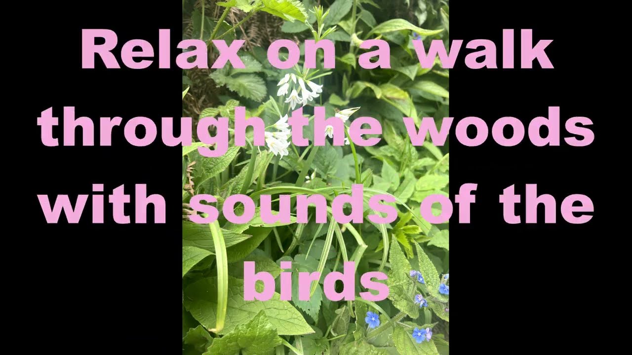 Forest  Bird Song - 10 hours of  calming relaxation. #White noise Nature #Mindfulness visualisation
