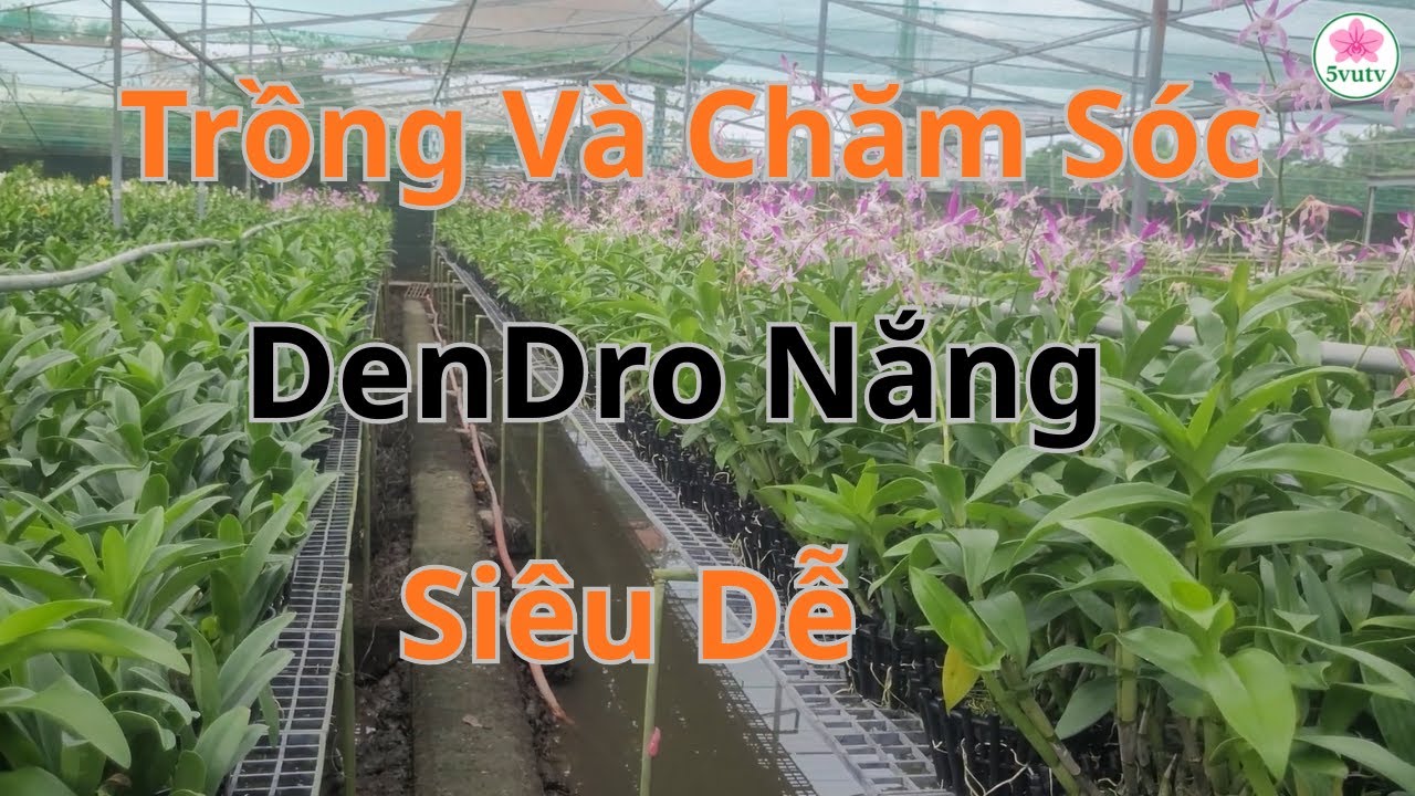 Trồng Lan DenRo Dễ Nhất Cho Người Mới Chơi- Bạn Nên Xem