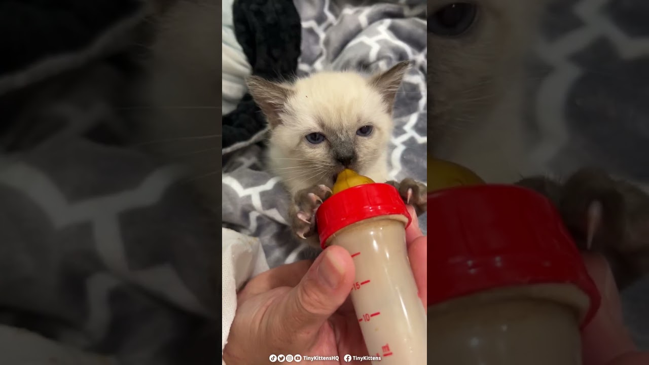 Feral pregnant cat gets her best life ever!