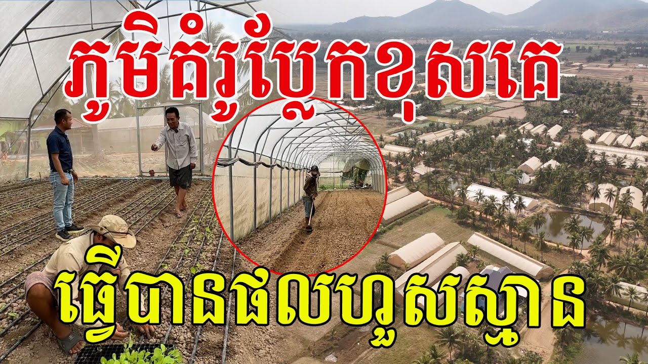ភូមិគំរូប្លែកខុសគេ បច្ចេកទេសទំនើប ដាំដំណាំបានផលល្អហួសការស្មាន