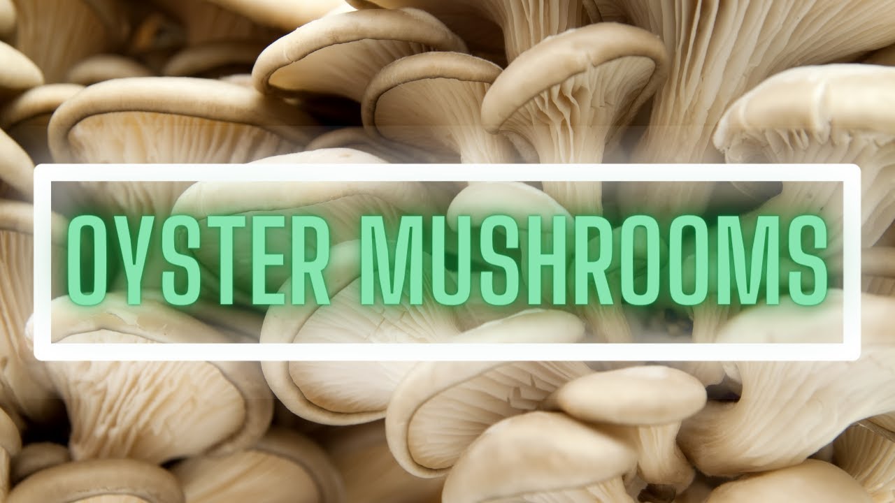 What is OYSTER MUSHROOMS All About? (Pleurotus ostreatus) 