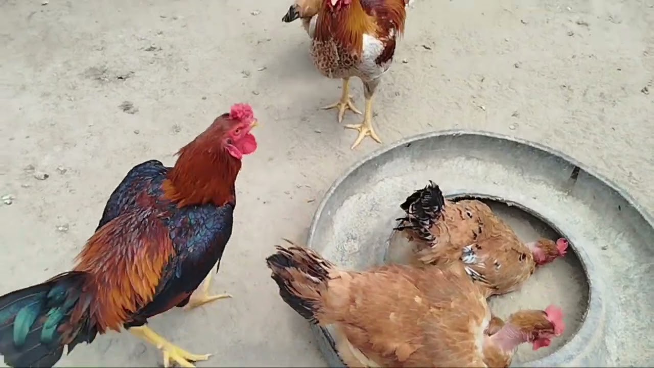 ATUALIZAÇÃO DA CRIAÇÃO, GALINHA CHOCANDO OVOS E MOSTRANDO A HORTA. 🐔🌱