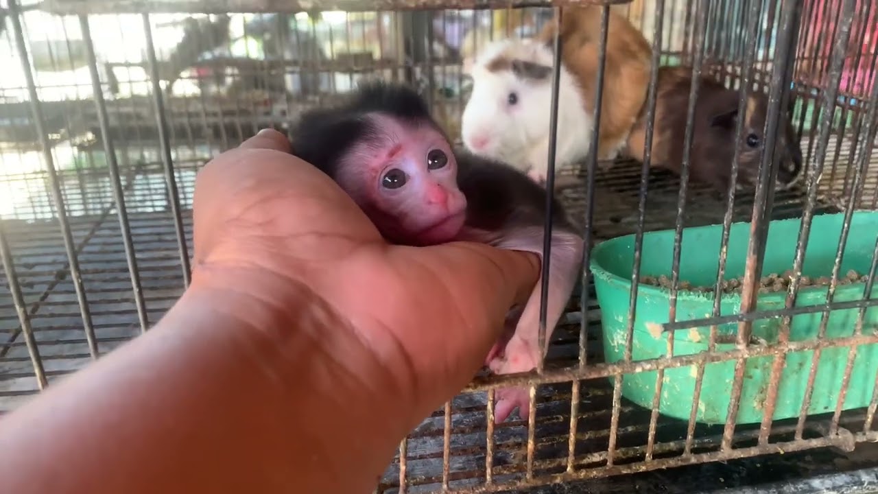 Poor Little Baby Monkey With Marmots, At Animal Market