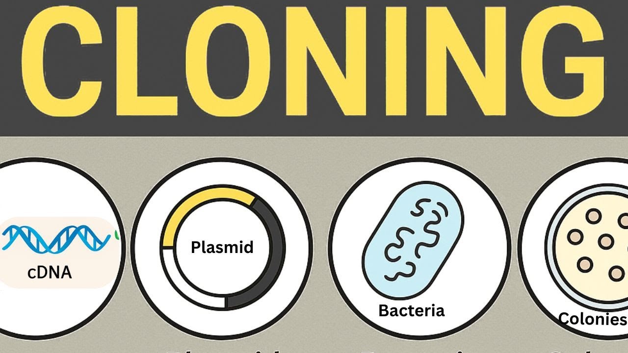MOLECULAR CLONING | CLONING TECHNIQUE | Restriction Cloning