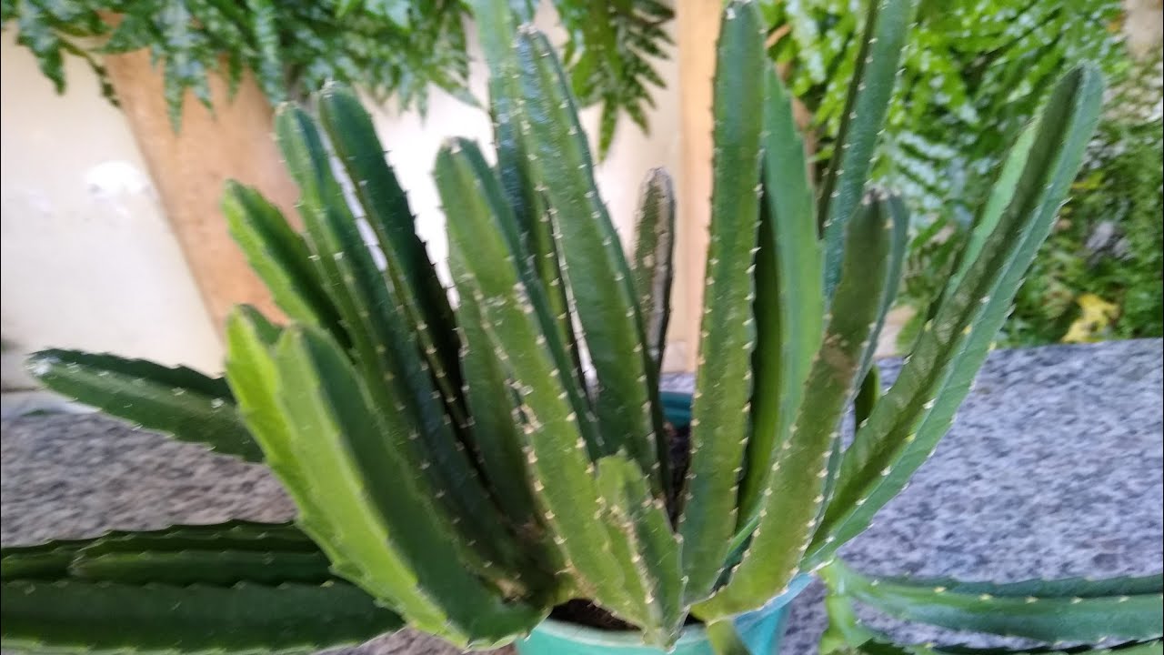 Vamos _Plantar Cacto Estrela!!