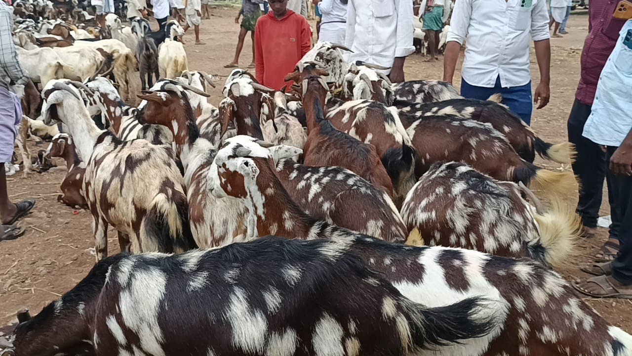 guntur nallapadu goat market | guntur nallapadu sheep and goat market