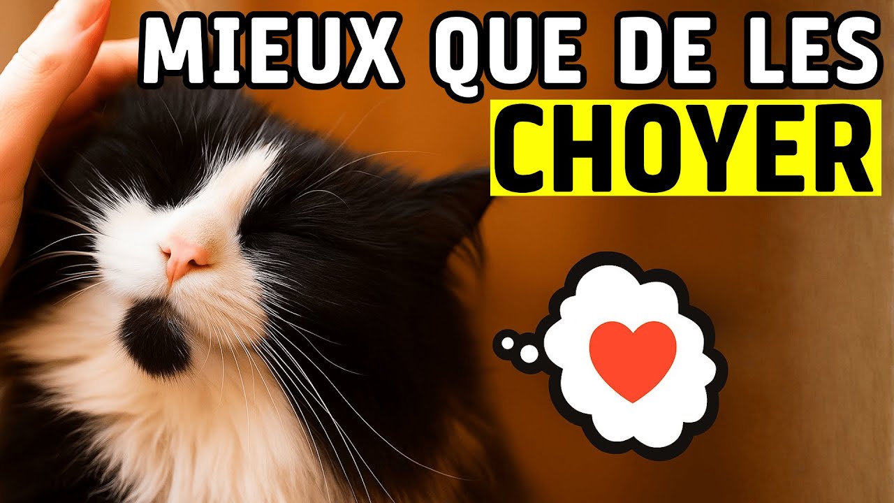 10 choses irrésistibles que les chats aiment plus que les caresses