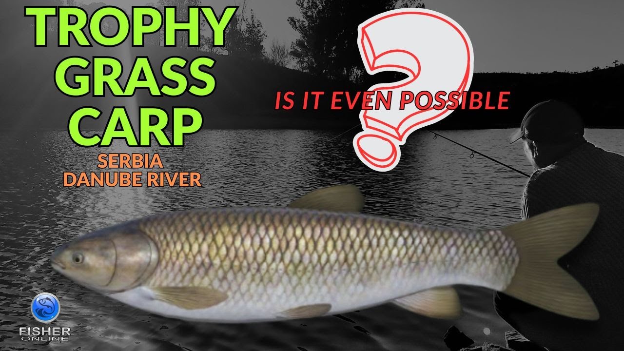 Is It Even POSSIBLE to Catch GRASS CARP in Serbia?! 😱 | Fisher Online Danube River 
