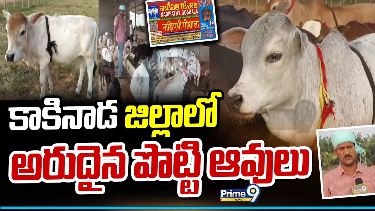 కాకినాడ జిల్లాలో అరుదైన పొట్టి ఆవులు | Rare Short Cows In Kakinada | Prime9 News