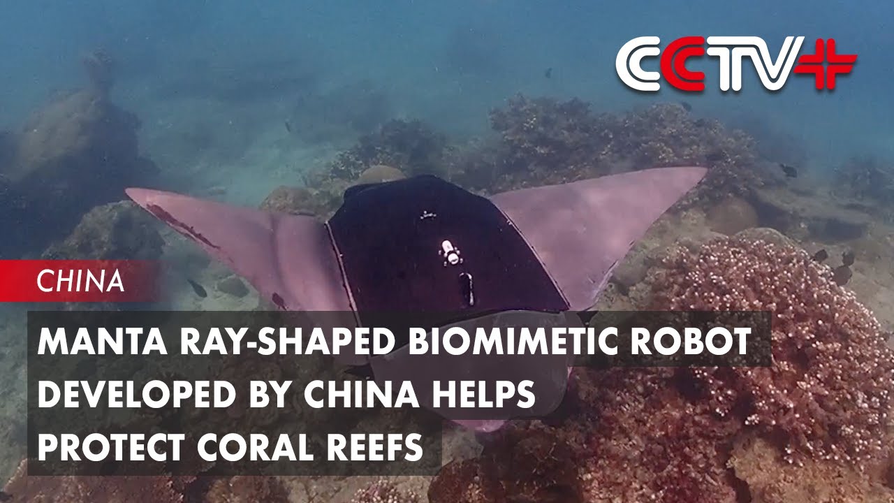 Manta Ray-Shaped Biomimetic Robot Developed by China Helps Protect Coral Reefs