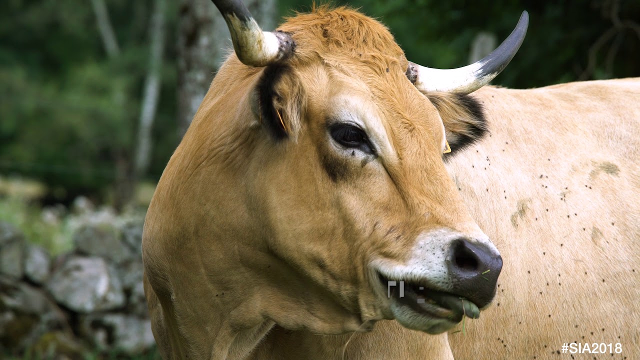 Episode 2 : la race Aubrac