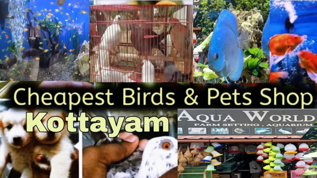 Best petshop in kottayam