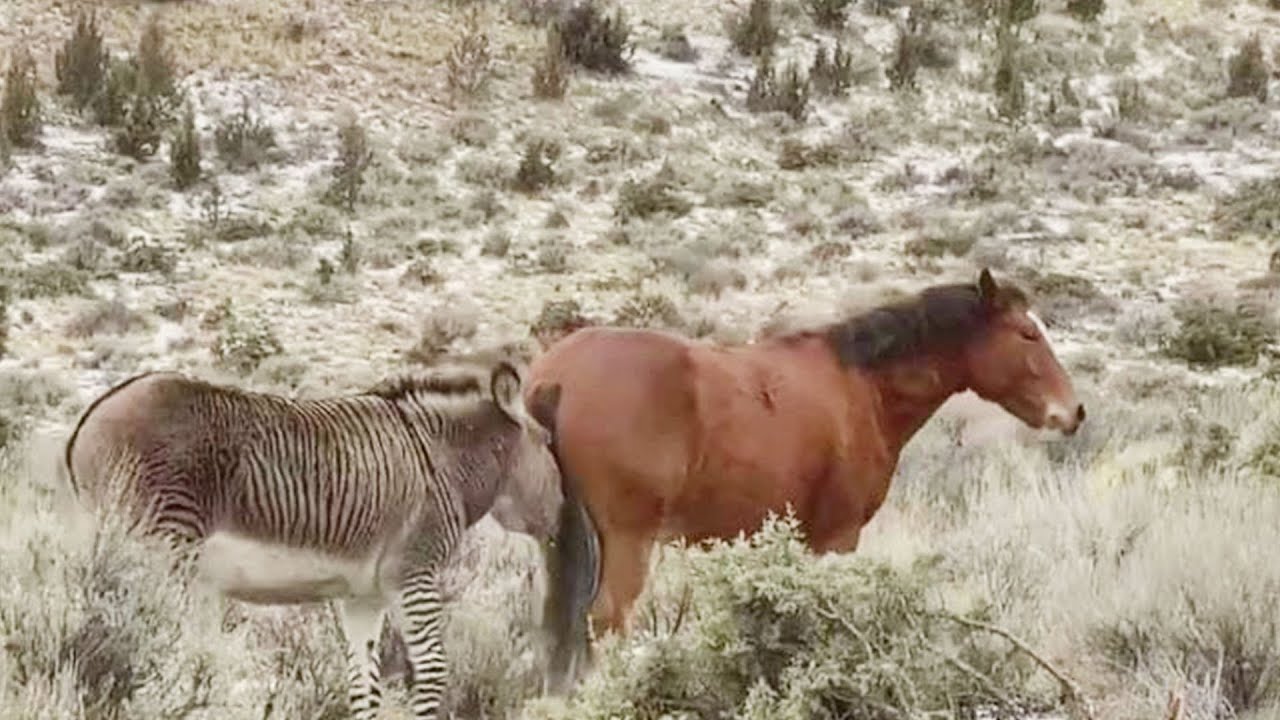 Horse Video Compilation #01