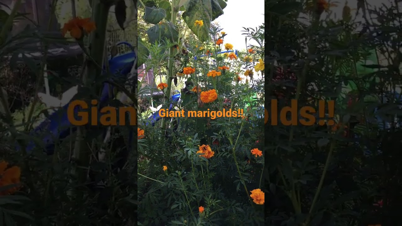 Giant marigolds!! Over 6 feet tall!